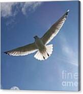 Freedom Flight Canvas Print