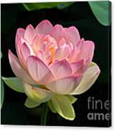 Fresh Lotus Bloom Canvas Print