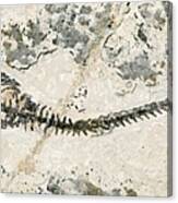Freshwater Dinosaur Fossil Canvas Print