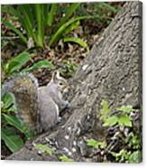 Friendly Squirrel Canvas Print