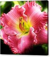 Fringed Edge Pink Daylily Canvas Print