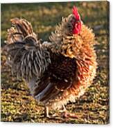 Frizzle Rooster Canvas Print