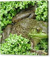 Frog Canvas Print