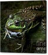 Frog Floating Canvas Print