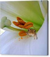 Frog In The Lily Canvas Print