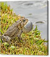 Frog Singing His Mating Song Canvas Print