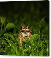 Frog Stare Canvas Print