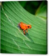 #frogs #amphibians #reptiles #jungle Canvas Print