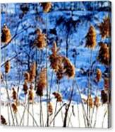 Fronds In Winter Canvas Print