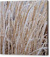 Frost On The Grass Canvas Print