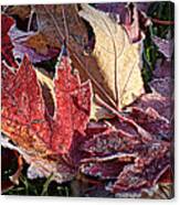 Frosted Leaves #2 Canvas Print