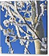 Frosted Tree Canvas Print