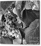 Fruit -grapes In Black And White - Luther Fine Art Canvas Print