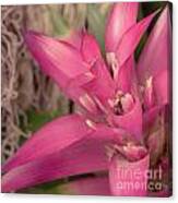 Fuchsia Tropics Canvas Print