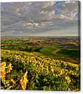 Full Bloom Daisy At Steptoe Butte Canvas Print