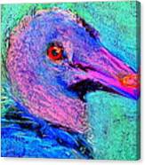 Funky Baby Black Vulture Art Prints Canvas Print