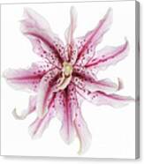 Funky Lily Canvas Print