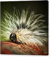 Fuzzy Was He Canvas Print