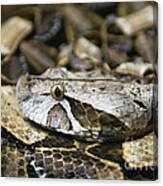 Gaboon Viper - D009041 Canvas Print