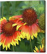 Gaillardia's Canvas Print