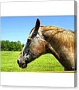 Gainesville Horse Rescue Farm Canvas Print