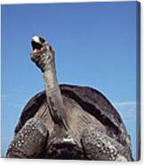 Galapagos Giant Tortoise Yawning Alcedo Canvas Print