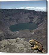 Galapagos Land Iguana Overlooking Canvas Print