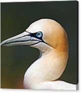 Gannet Canvas Print