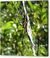 Garden Spider On Web Canvas Print