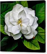 Gardenia Canvas Print