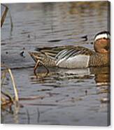 Garganey In Wisconsin Canvas Print