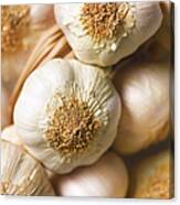 Garlic Bulbs Canvas Print