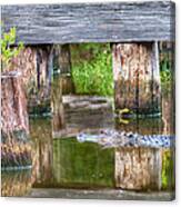 Gator At The Old Trestle Canvas Print