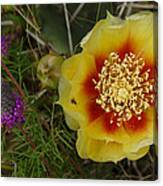 Gattinger's Prairie Clover And Prickly Pear Flower Canvas Print