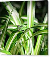 Gecko Camouflaged On Spider Plant Canvas Print