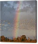 Geese And Rainbow Canvas Print