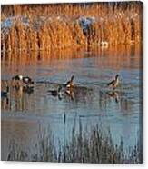 Geese In Wetlands Canvas Print
