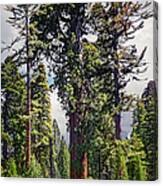 General Grant Sequoia Tree, Kings Canyon Canvas Print