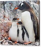 Gentoo Penguin Family  on Booth Isl Canvas Print