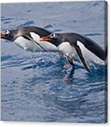 Gentoo Penguin Pair Porpoising Cooper Canvas Print