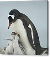 Gentoo Penguin With Chicks Antarctica Canvas Print