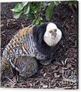 Geoffreys Marmoset Canvas Print