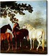 Horses Canvas Print