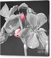 Geranium Canvas Print