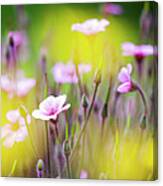 Geranium Canvas Print