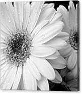 Gerber Daisies In Black And White Canvas Print