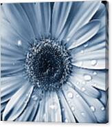 Raindrops On Gerber Daisy Flower Blue Canvas Print