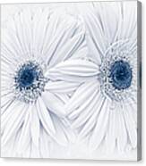 Gerber Daisy Flowers In Blue Canvas Print