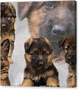 German Shepherd Puppy Collage Canvas Print