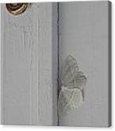 Ghost Doorbell Moth Canvas Print